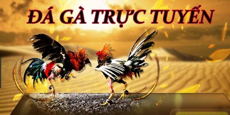 Đá Gà BK8 - Sảnh Cá Cược Đỉnh Cao Với Cơ Hội Thắng Lớn 2 Đa dạng loại hình chọi kê để hội viên trải nghiệm
